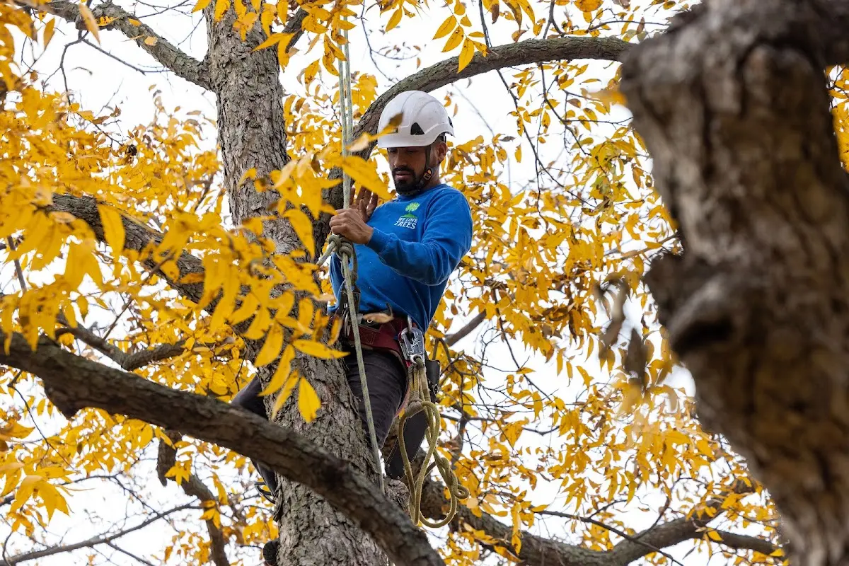 Skilled Tree Trimming crew working in Hebron